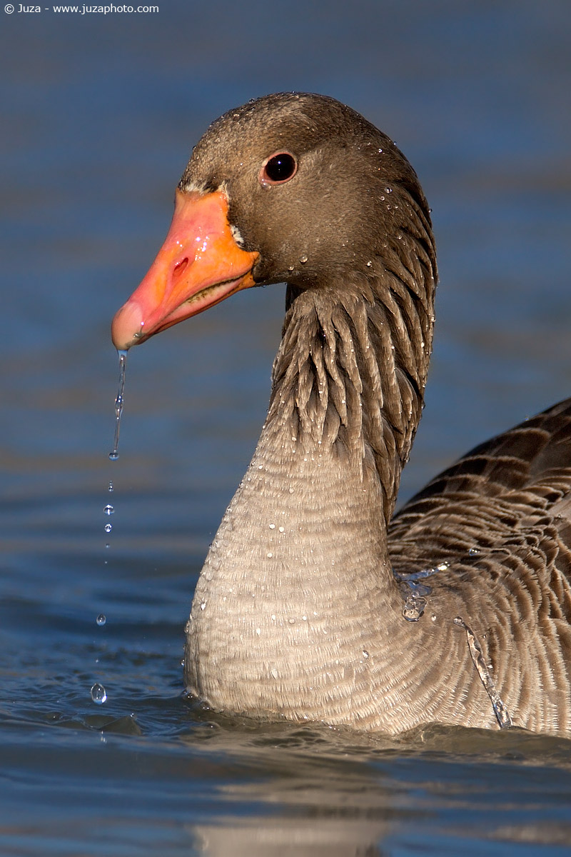Anser anser (Wild Goose), 004805...