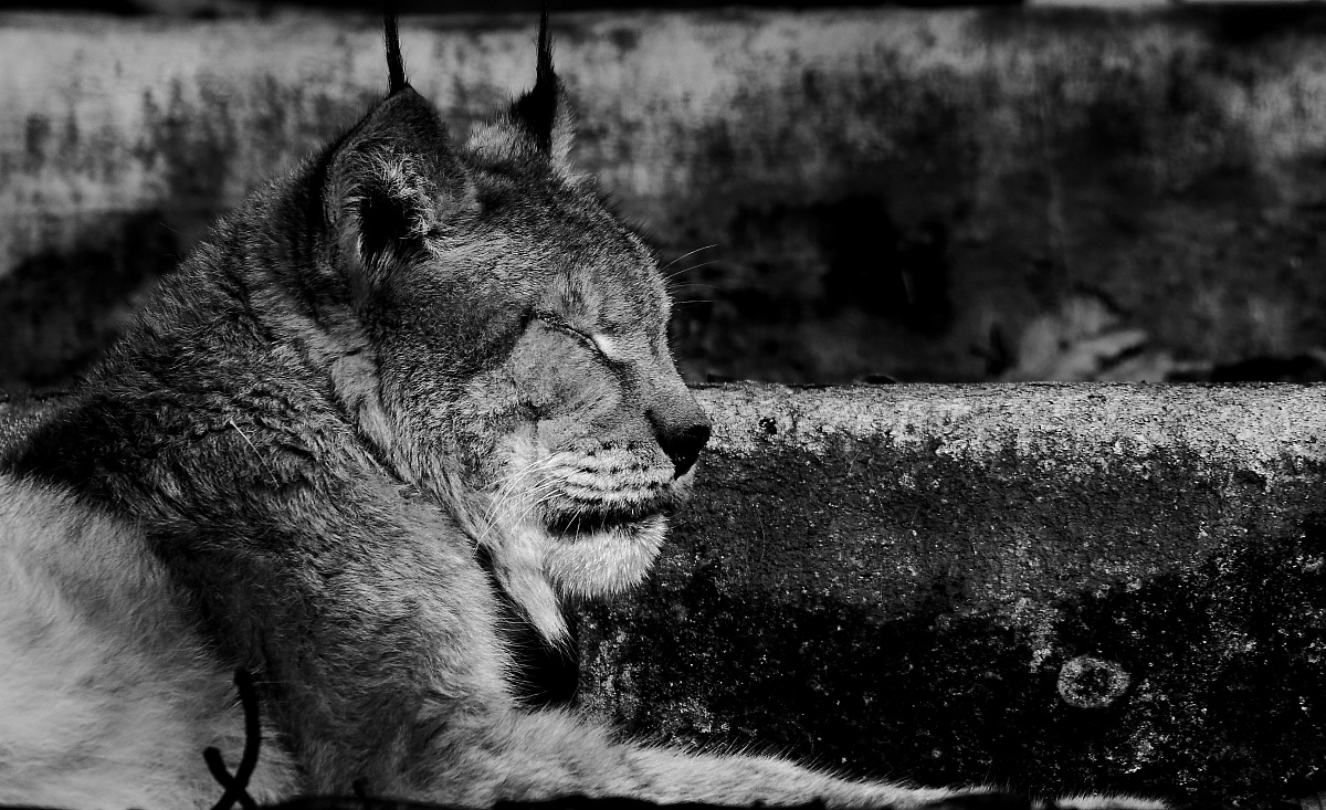 Lynx sleeping...