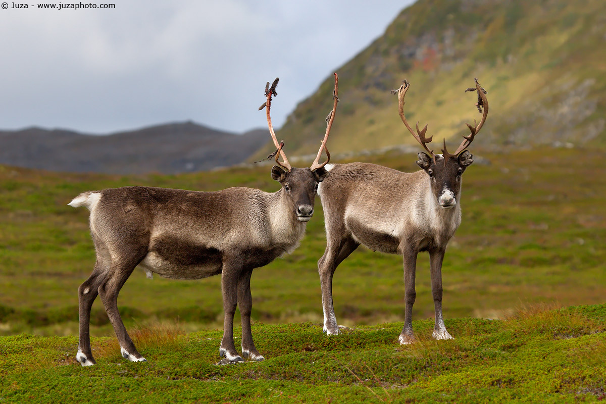 Rangifer tarandus (Reindeer), 006206...