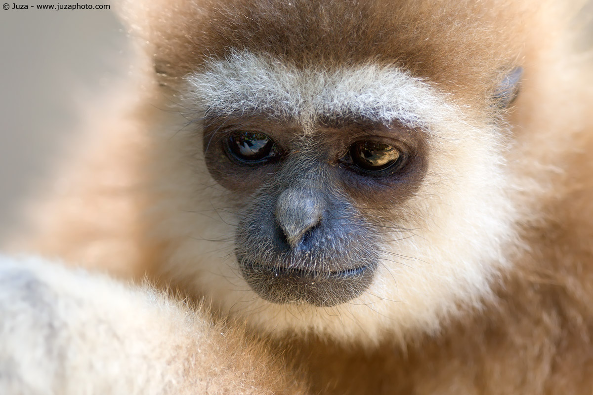 Hylobates lar (Gibbone Dalle Mani Bianche), 009261...