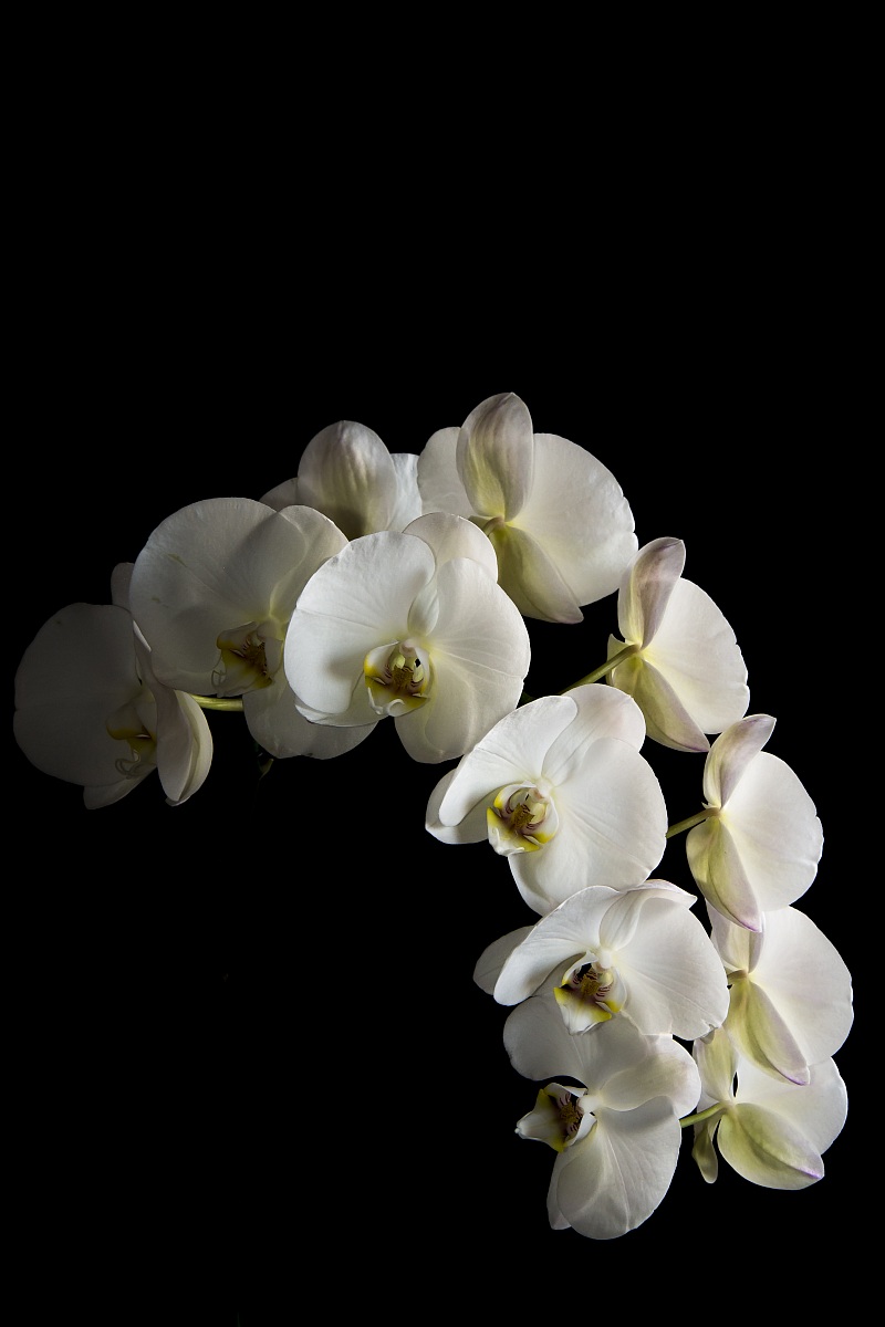 Orchidea......