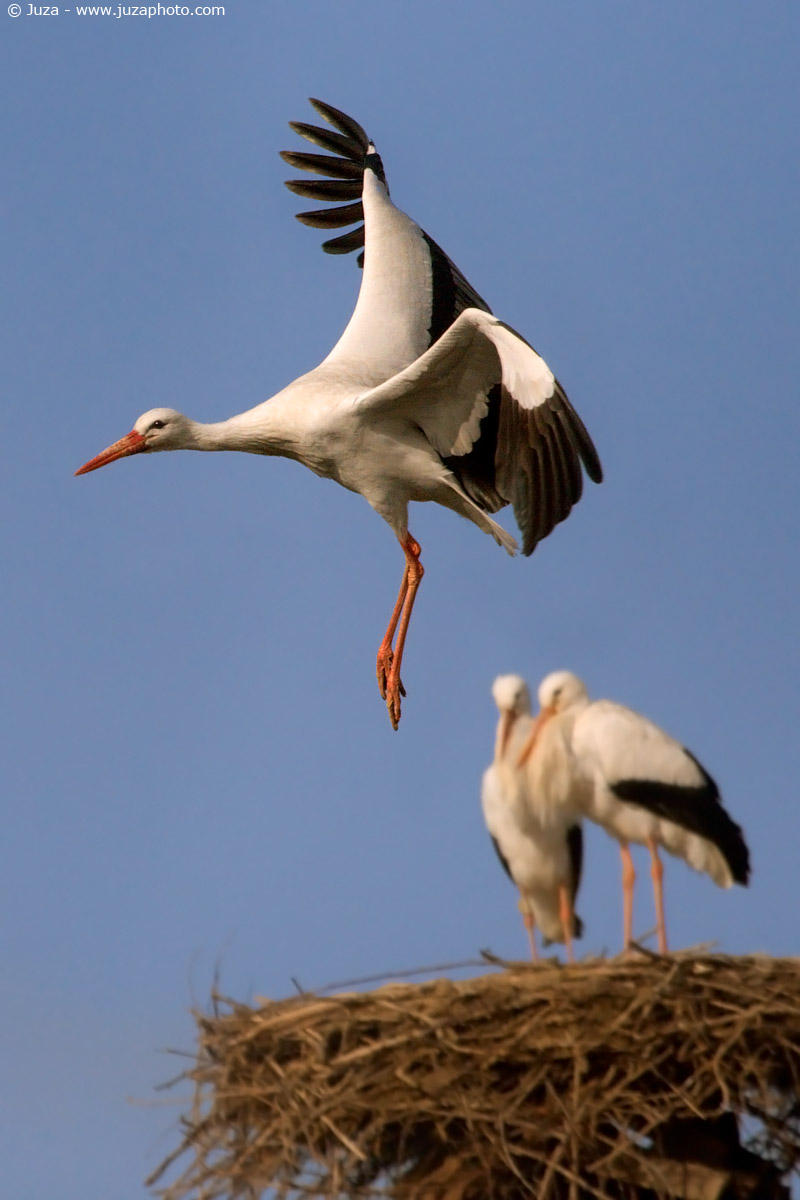 Ciconia ciconia (stork), 004014...