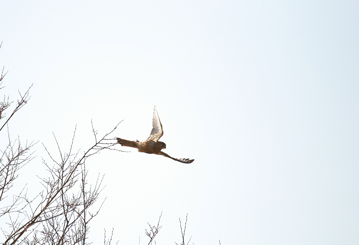 kestrel...