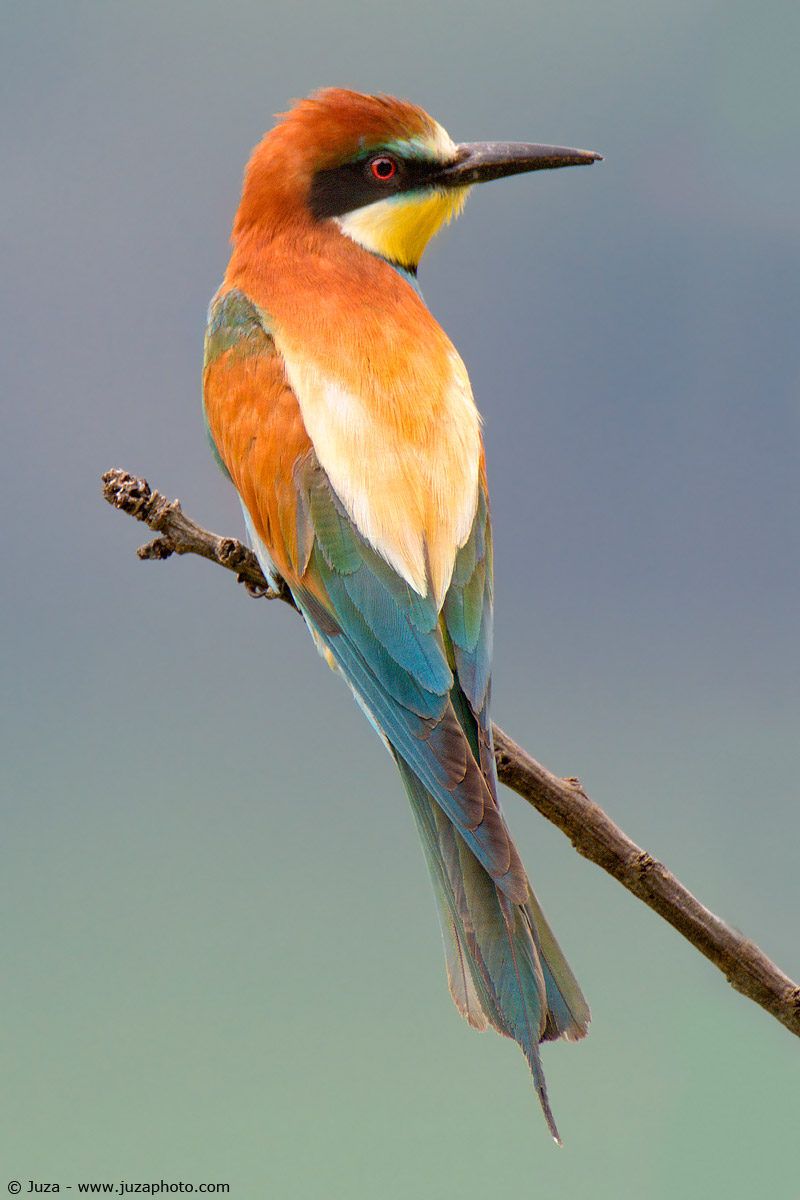 Bee-eater Merops (eater), 002755...