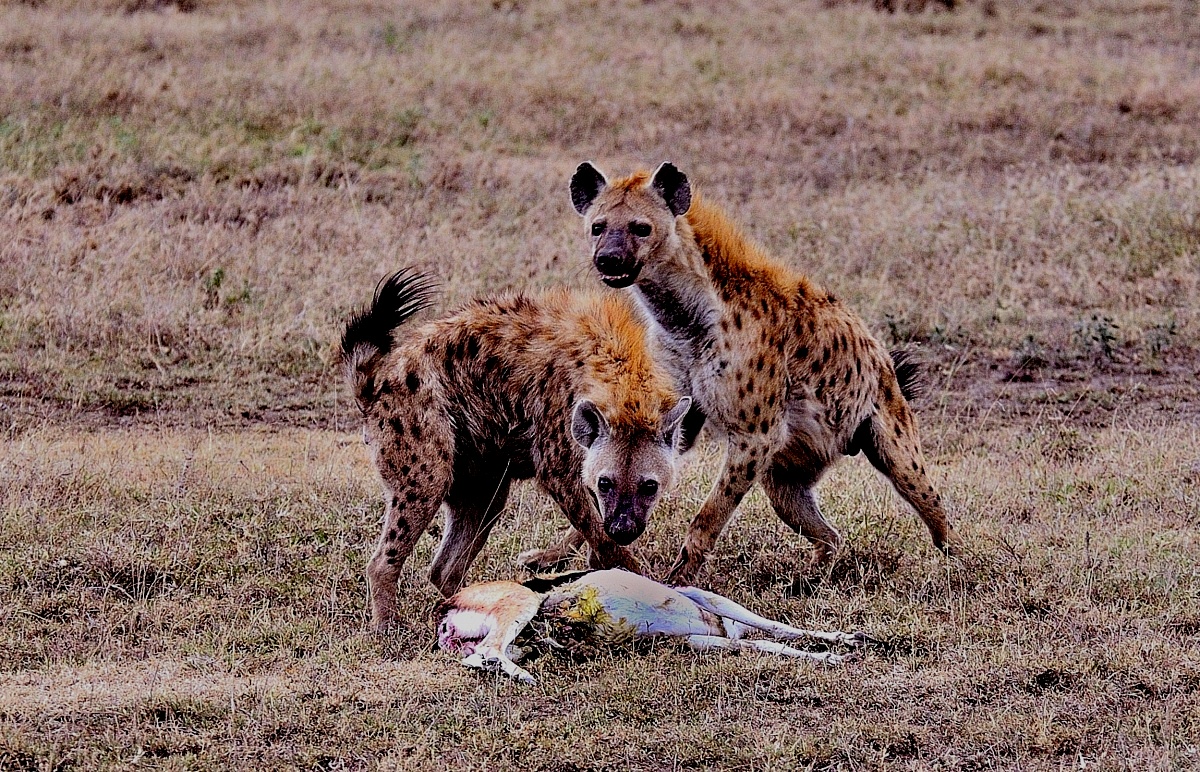 hyenas...