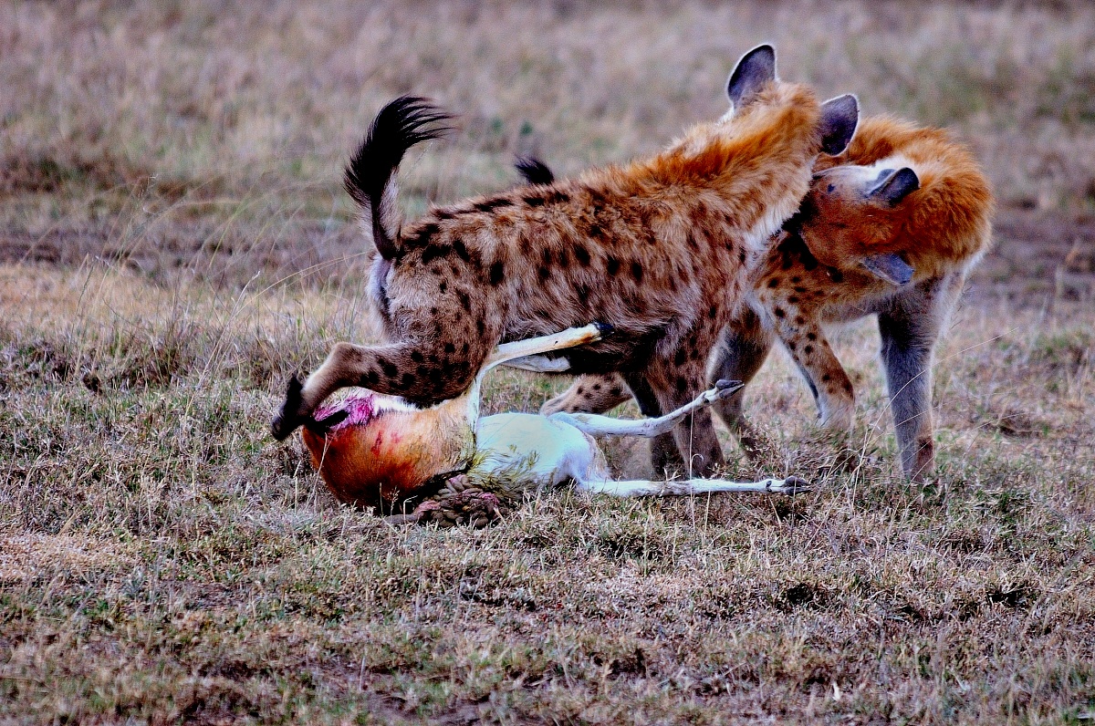 hyenas...