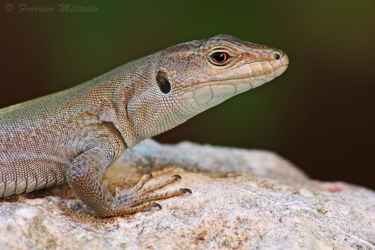 Lizard (Podarcis Sicula var Concolor)...