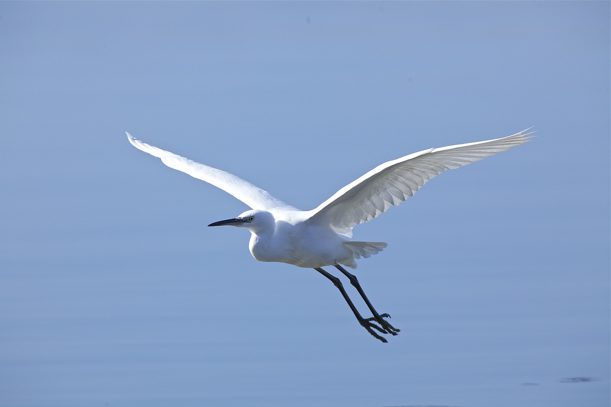 egret in flight...