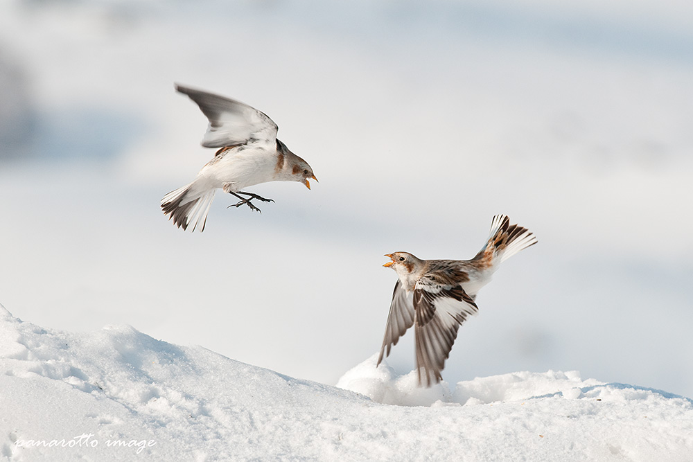 Snow buntings...