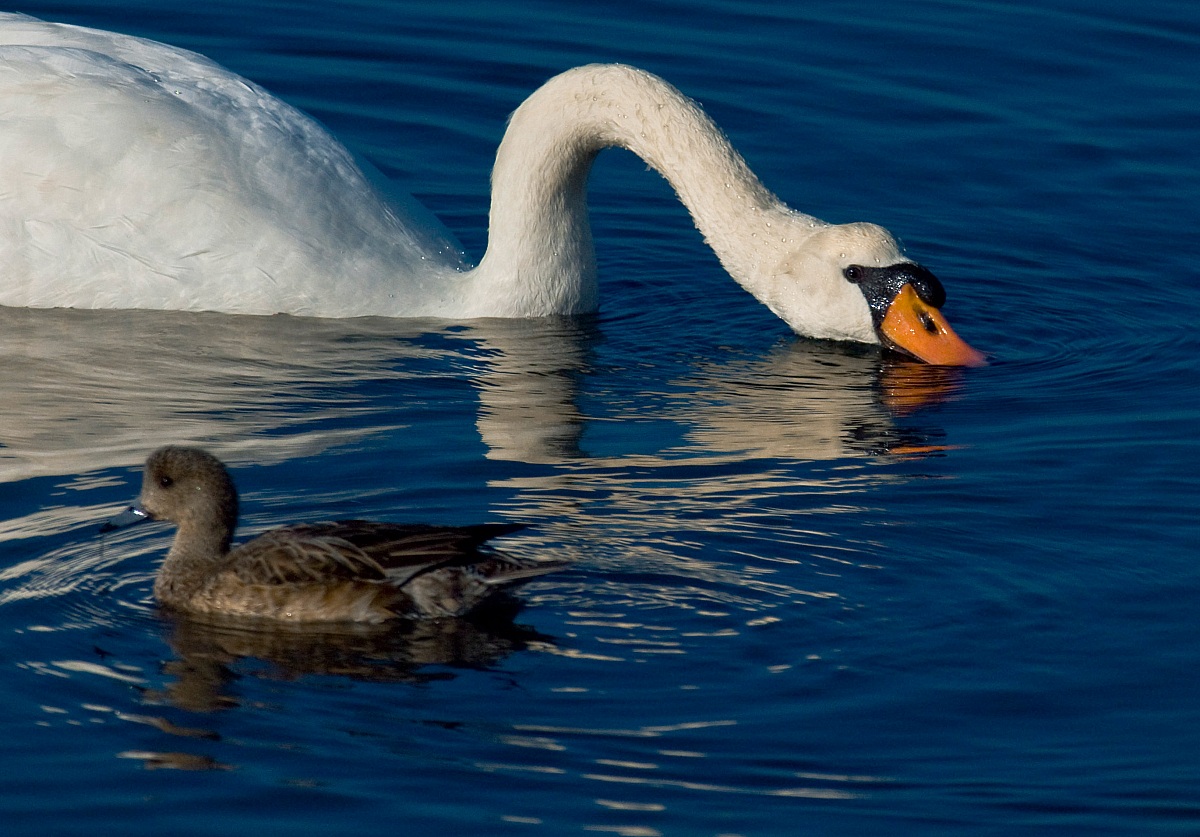 Il Cigno e l'Anatra (opportunista)...