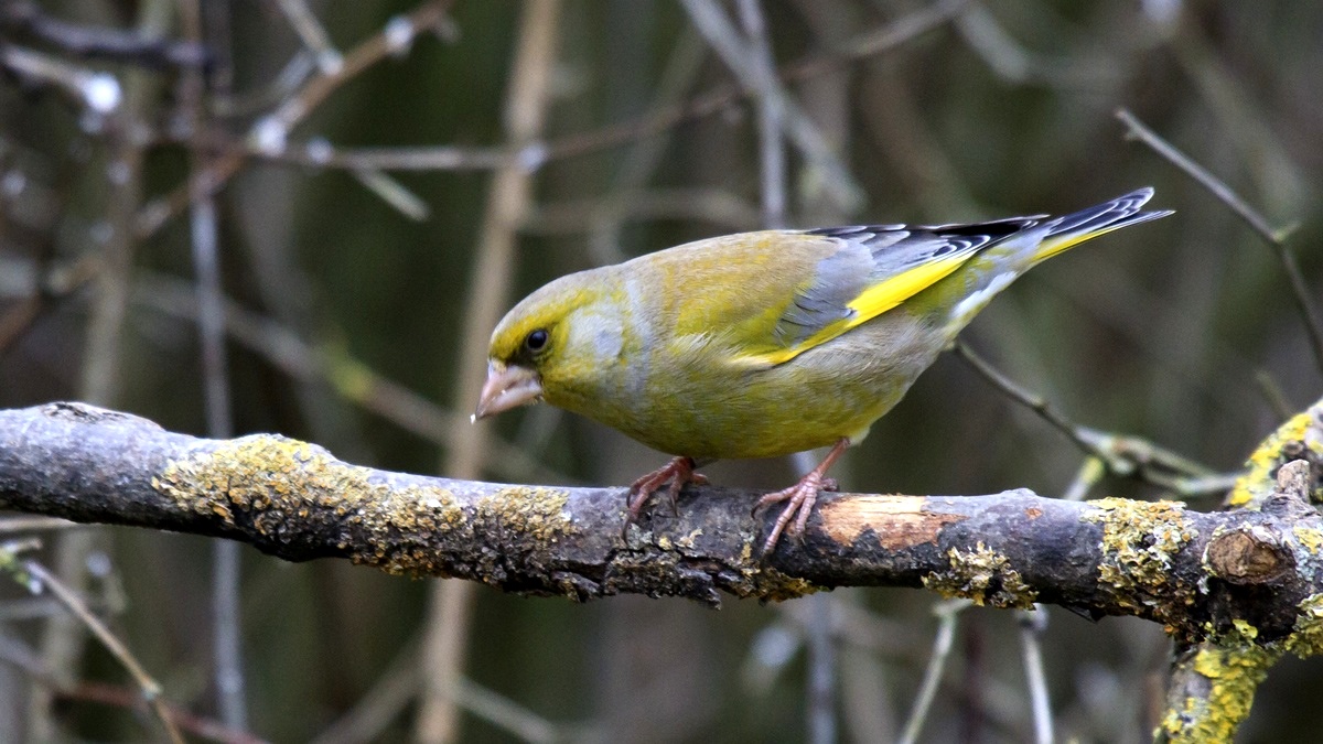 A male Greenfinch...