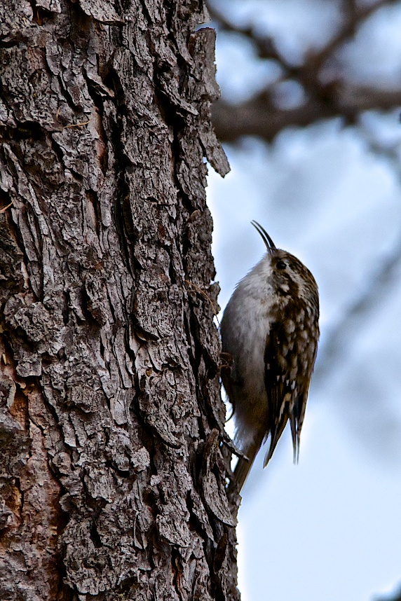 Treecreeper...