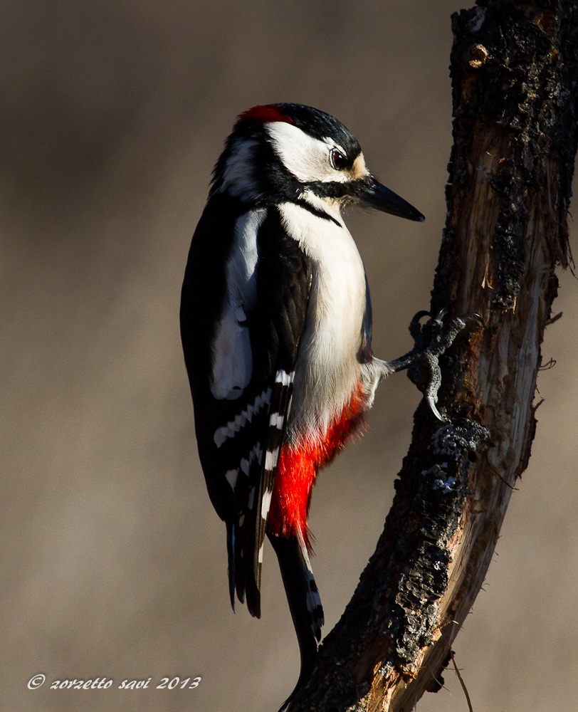 woodpecker male 1...