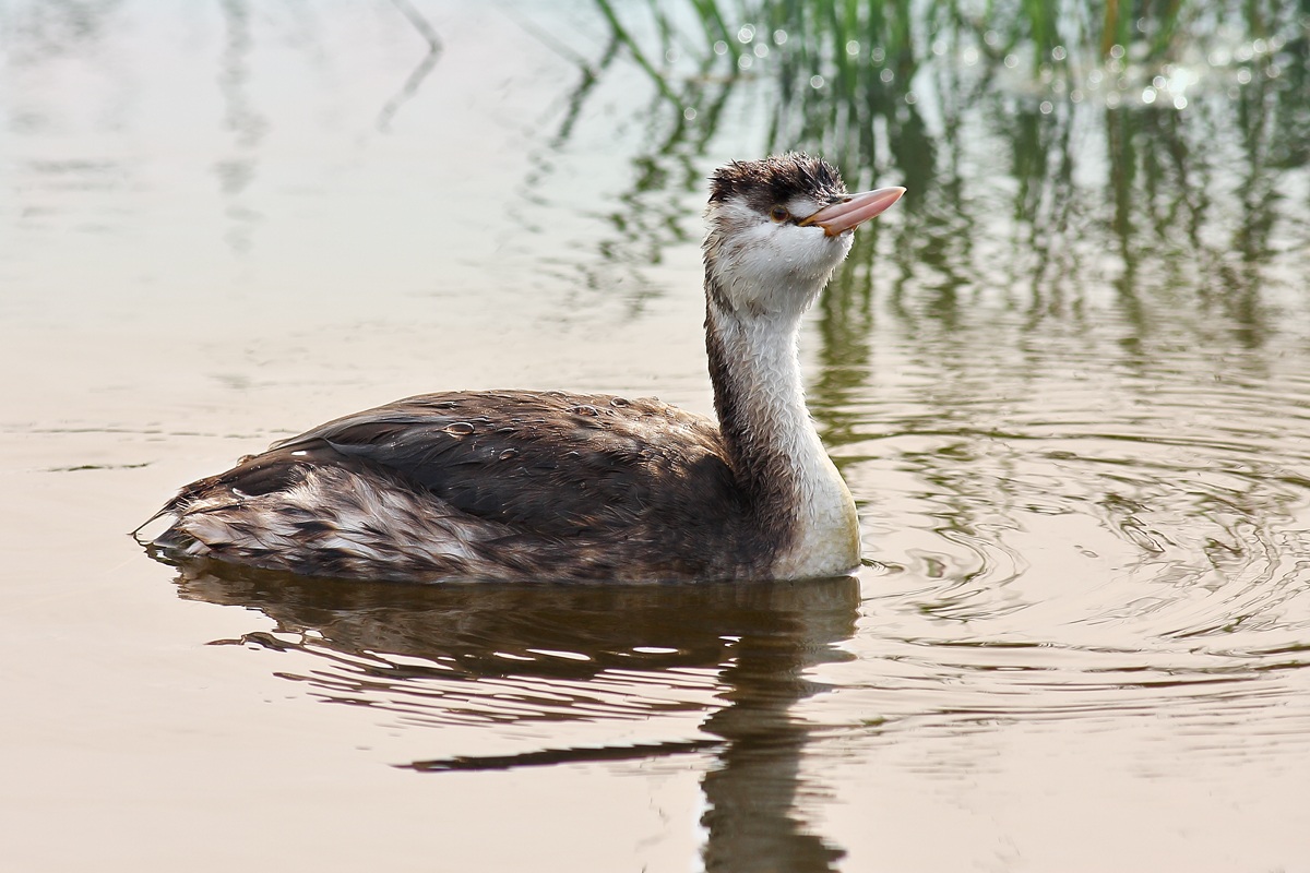 Great Crested Grebe curious...