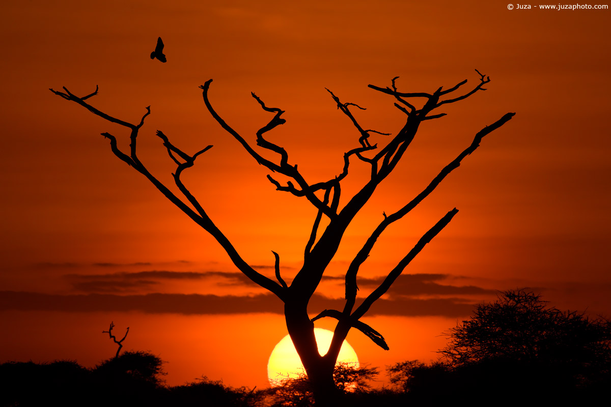 Sunrise on the Serengeti, 008,317...