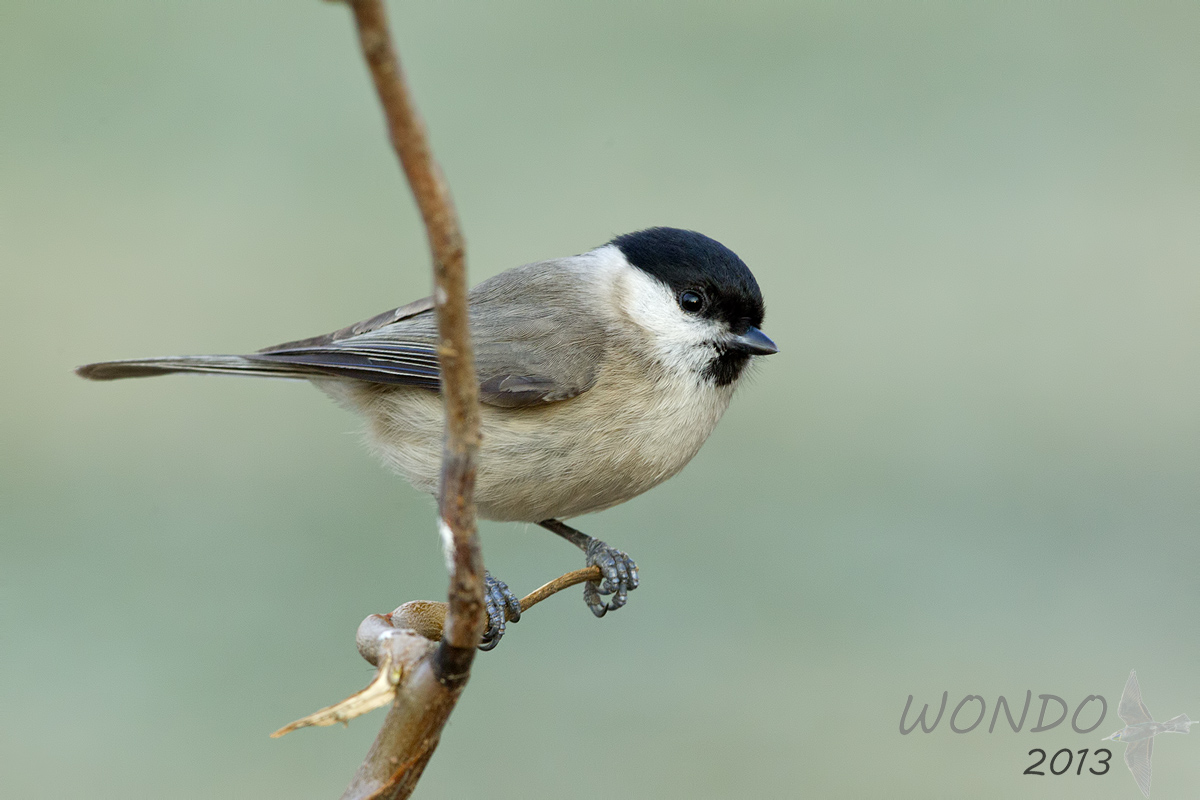 marsh tit...