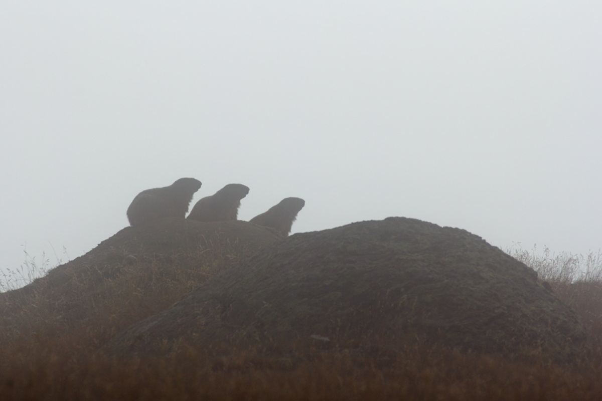Marmots in the fog...