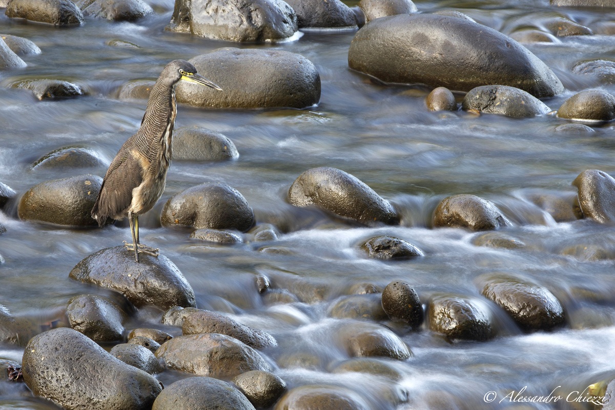 Heron striped banded...