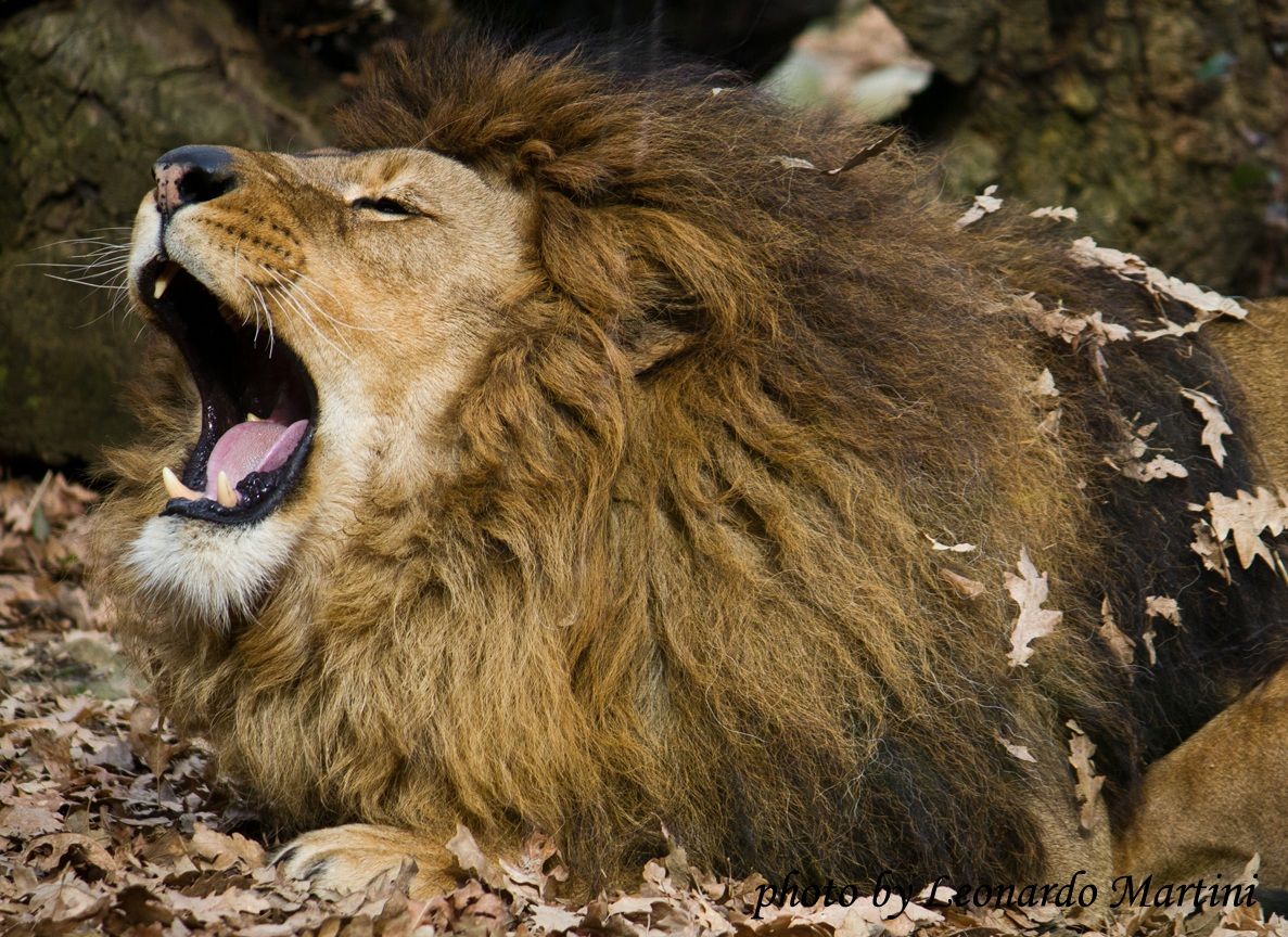 leone...