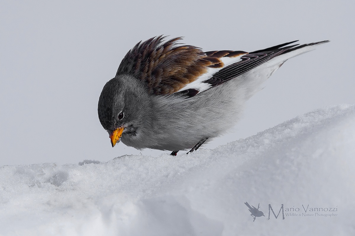 The bow of the snow finch ......