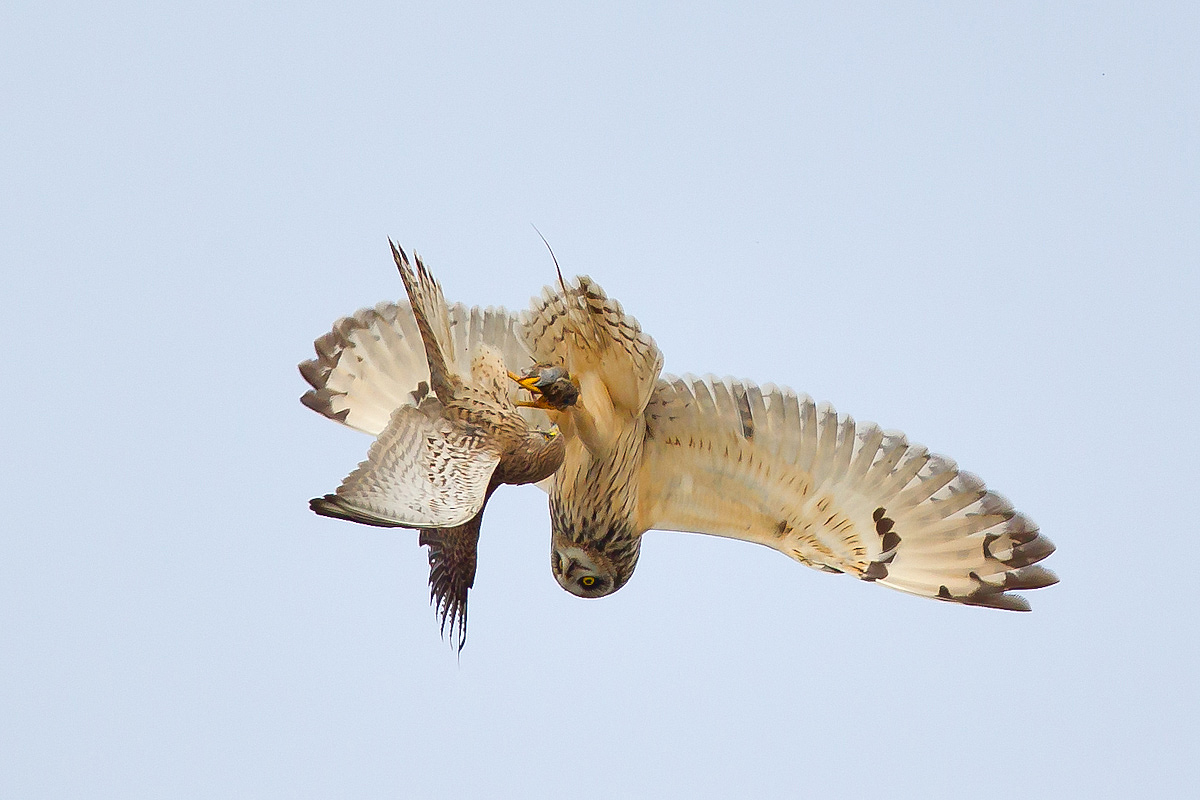 Short-eared Owl vs. kestrel...