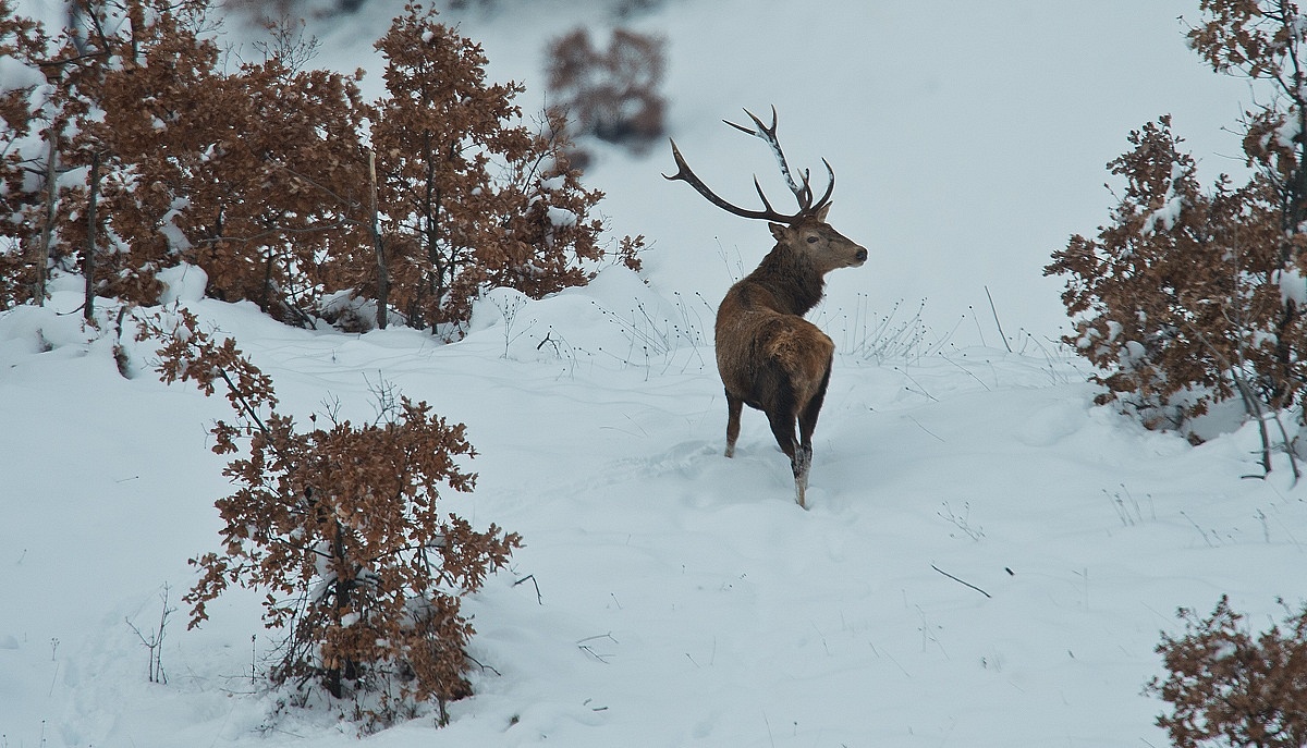 deer in the snow...