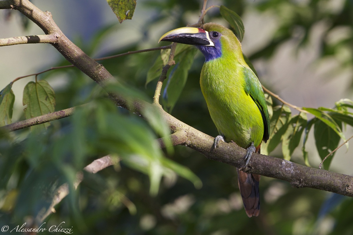 Toucanet emerald...