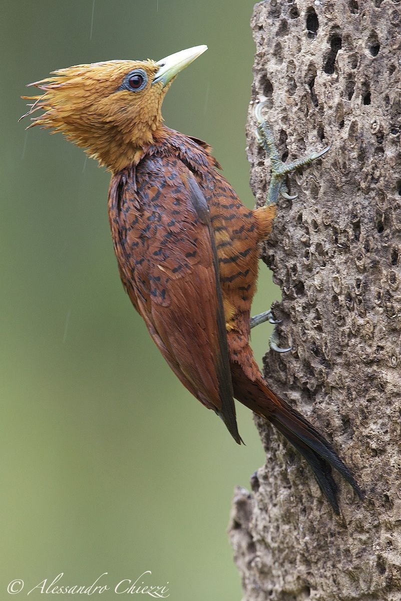 Woodpecker less brown (female)...