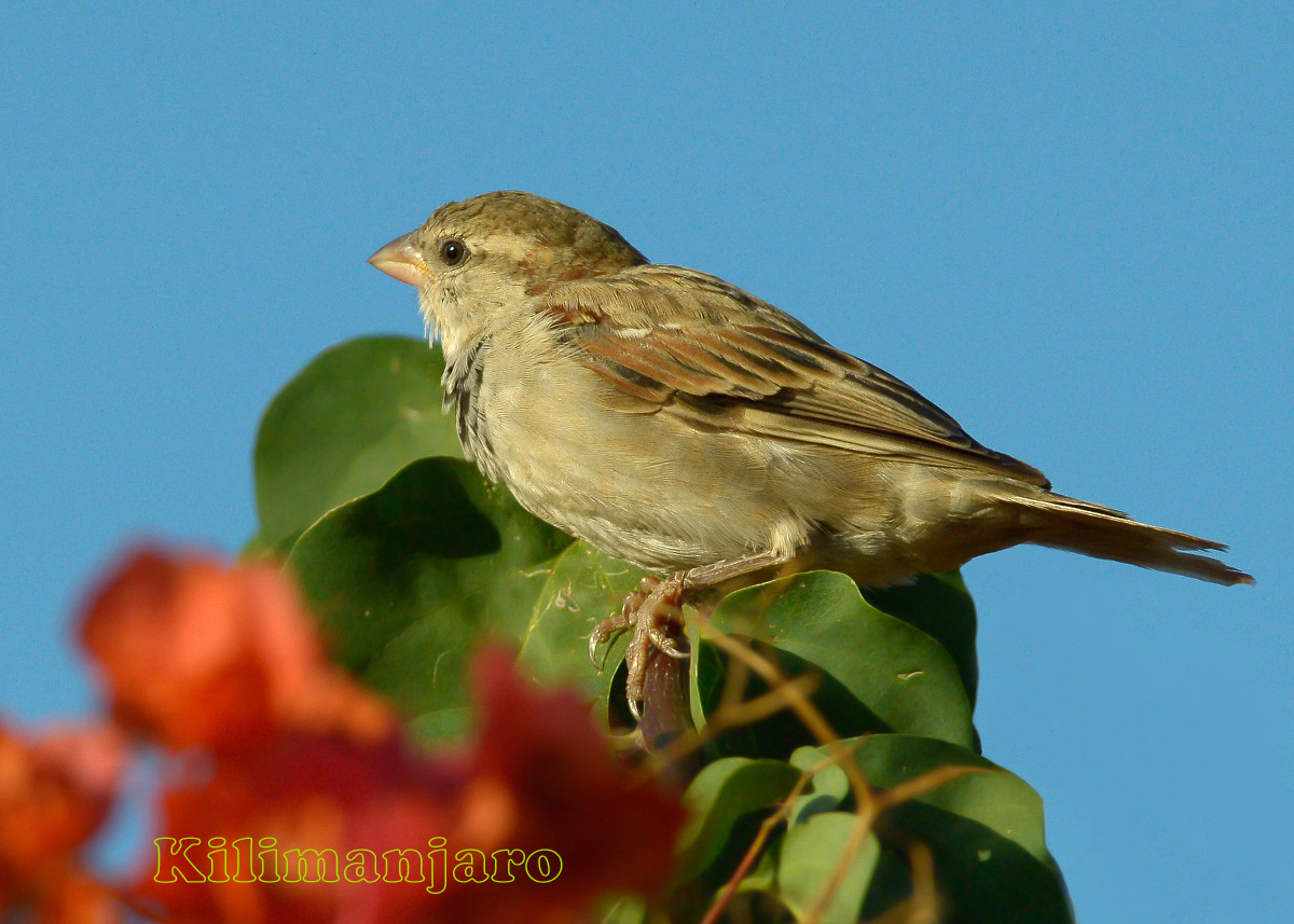 Sparrow equatorial Kenya 2013...