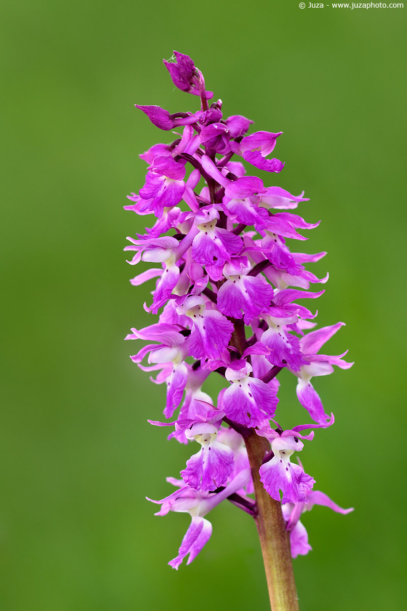 Orchis mascula, 005572...