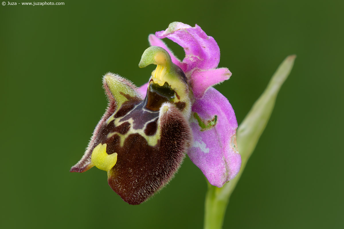 Ophrys fuciflora, 005723...