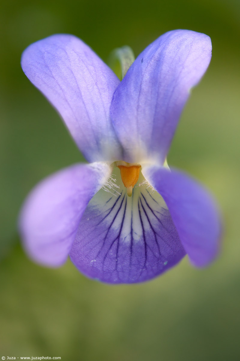 Viola canina, 004866...