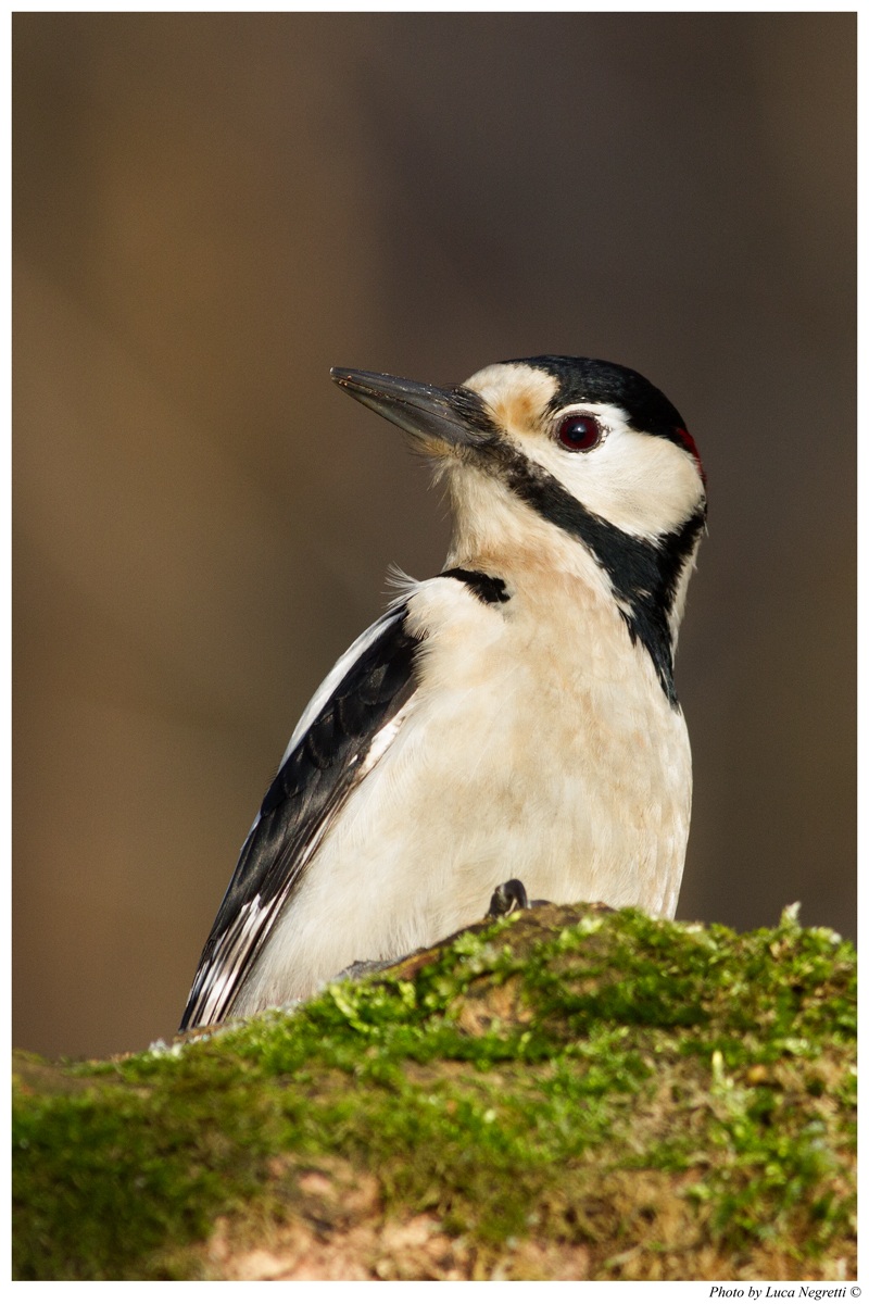 Great Spotted Woodpecker # 2...