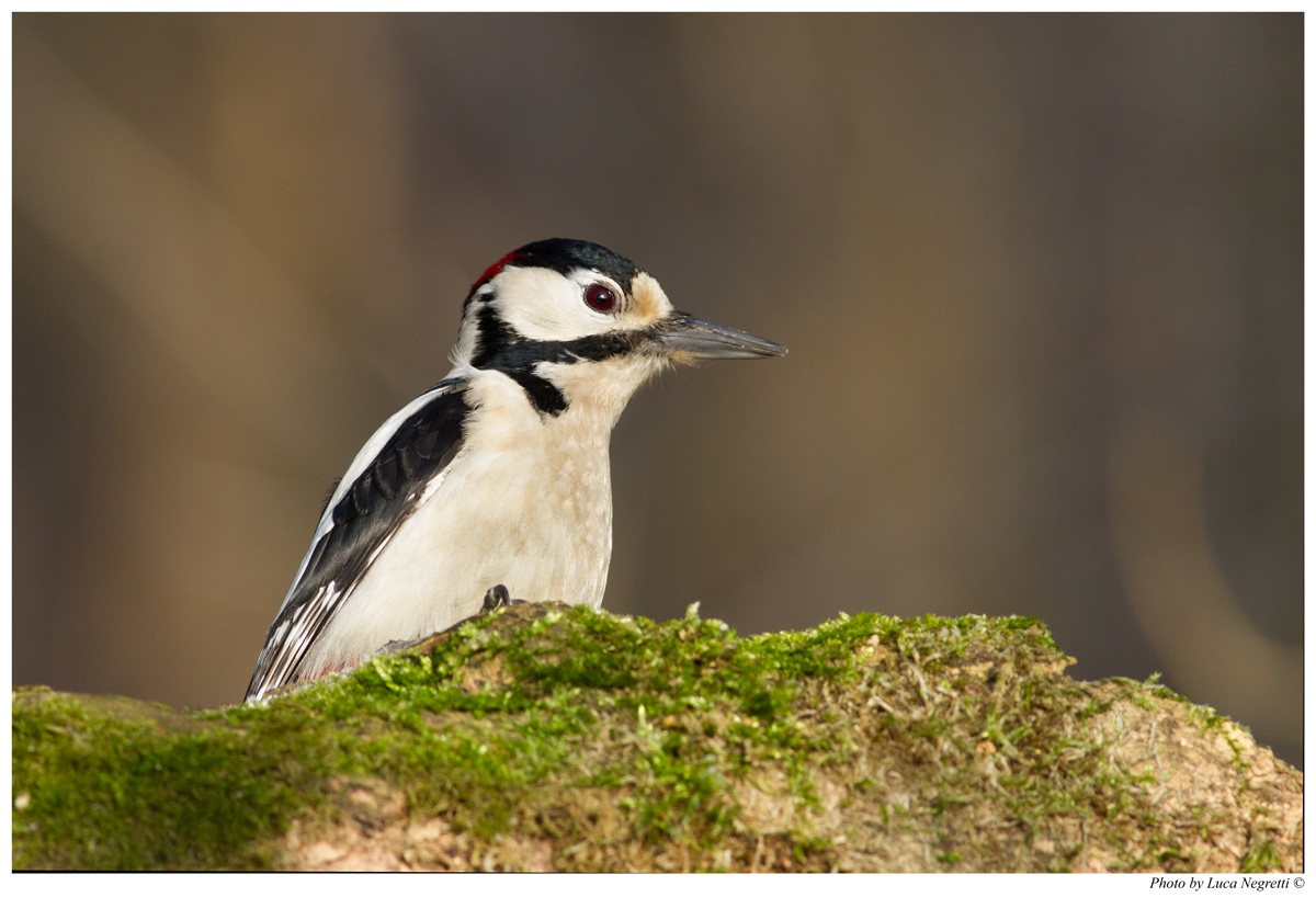Great Spotted Woodpecker # 3...