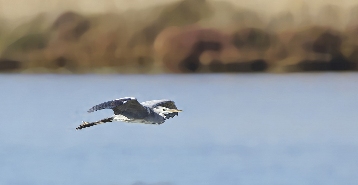 heron in flight...