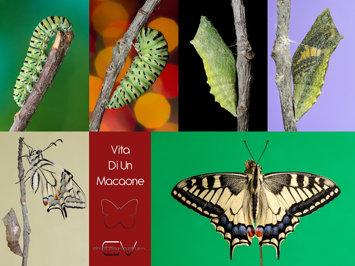 The life of a Machaon!...