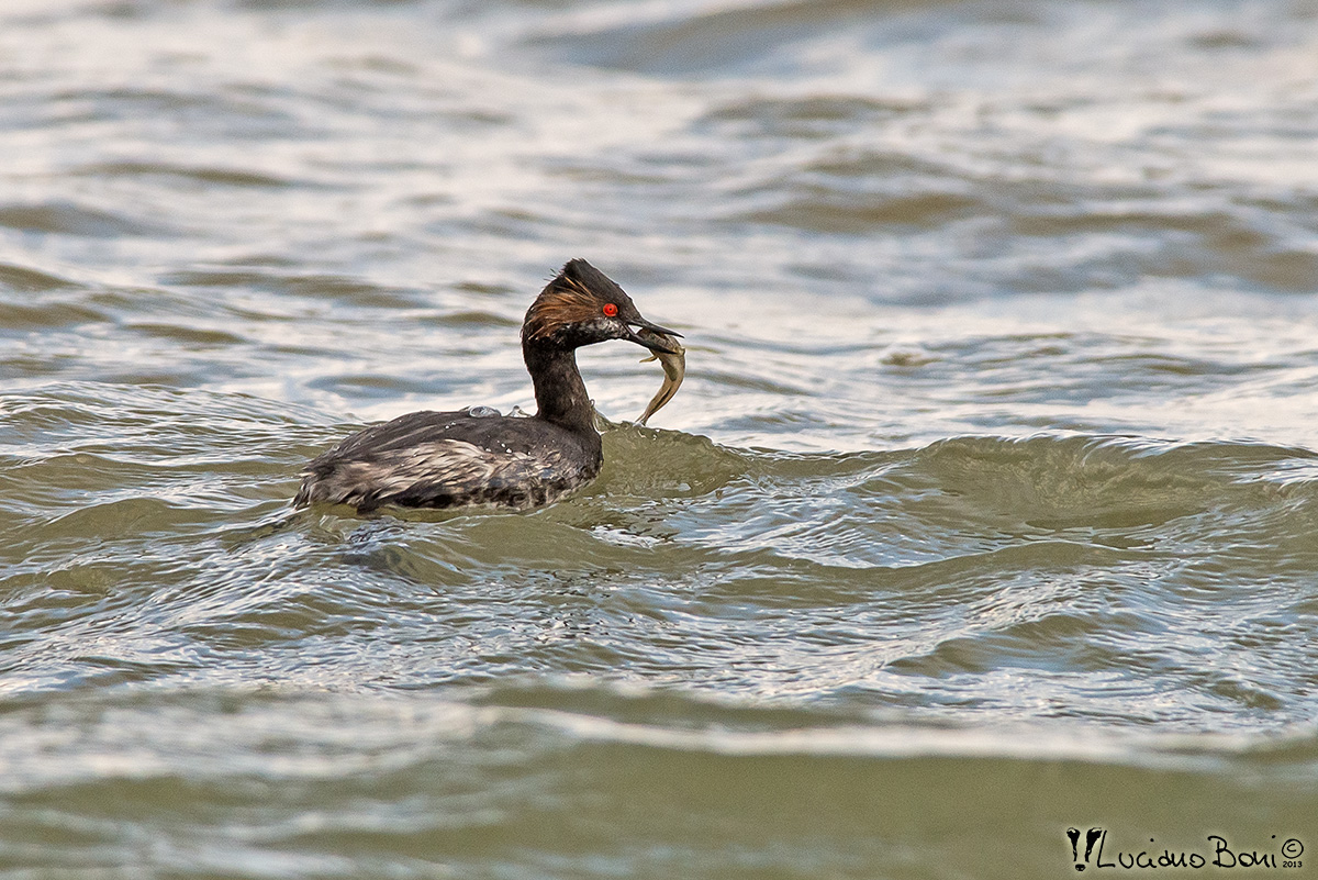 Black-necked Grebe...