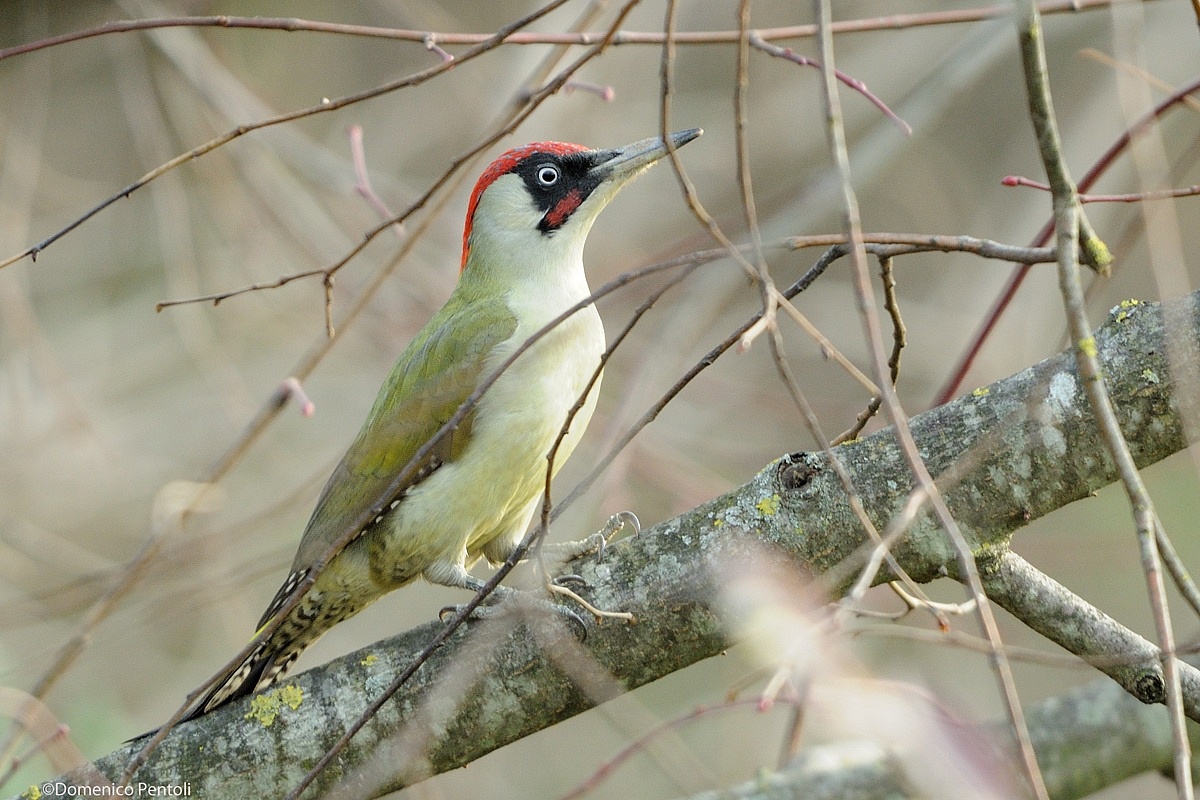 Male Green Woodpecker...