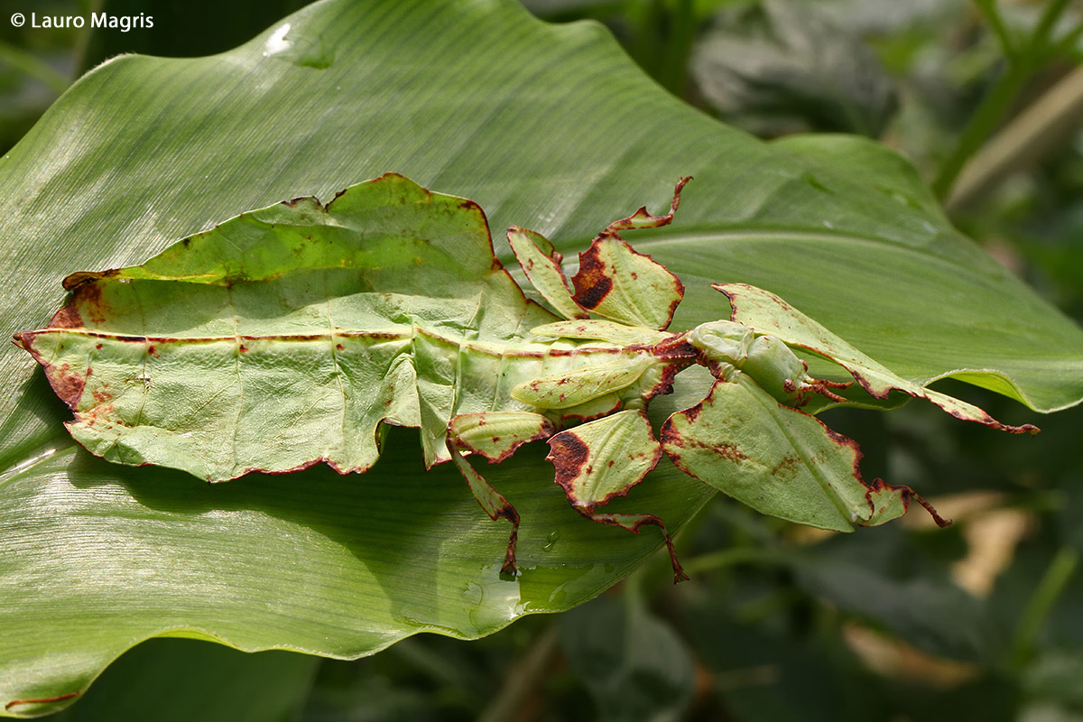 leaf insect (Phyllium Bioculatum)...