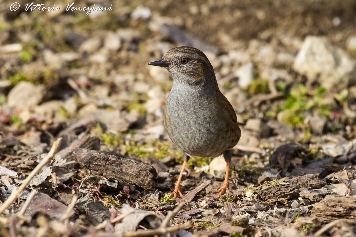 dunnock...