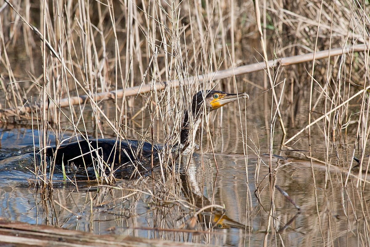 cormorant among the reeds...
