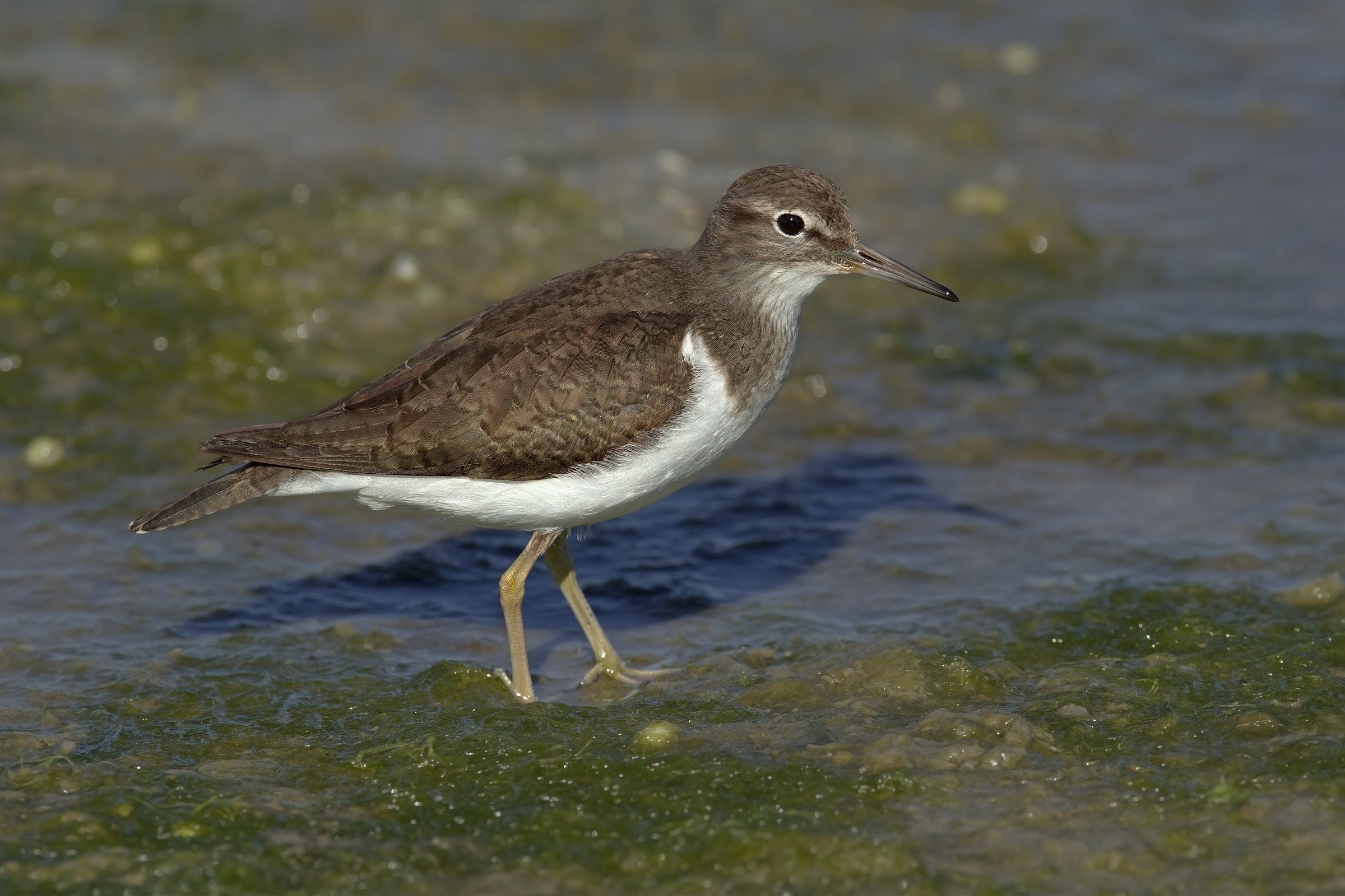 Sandpiper...