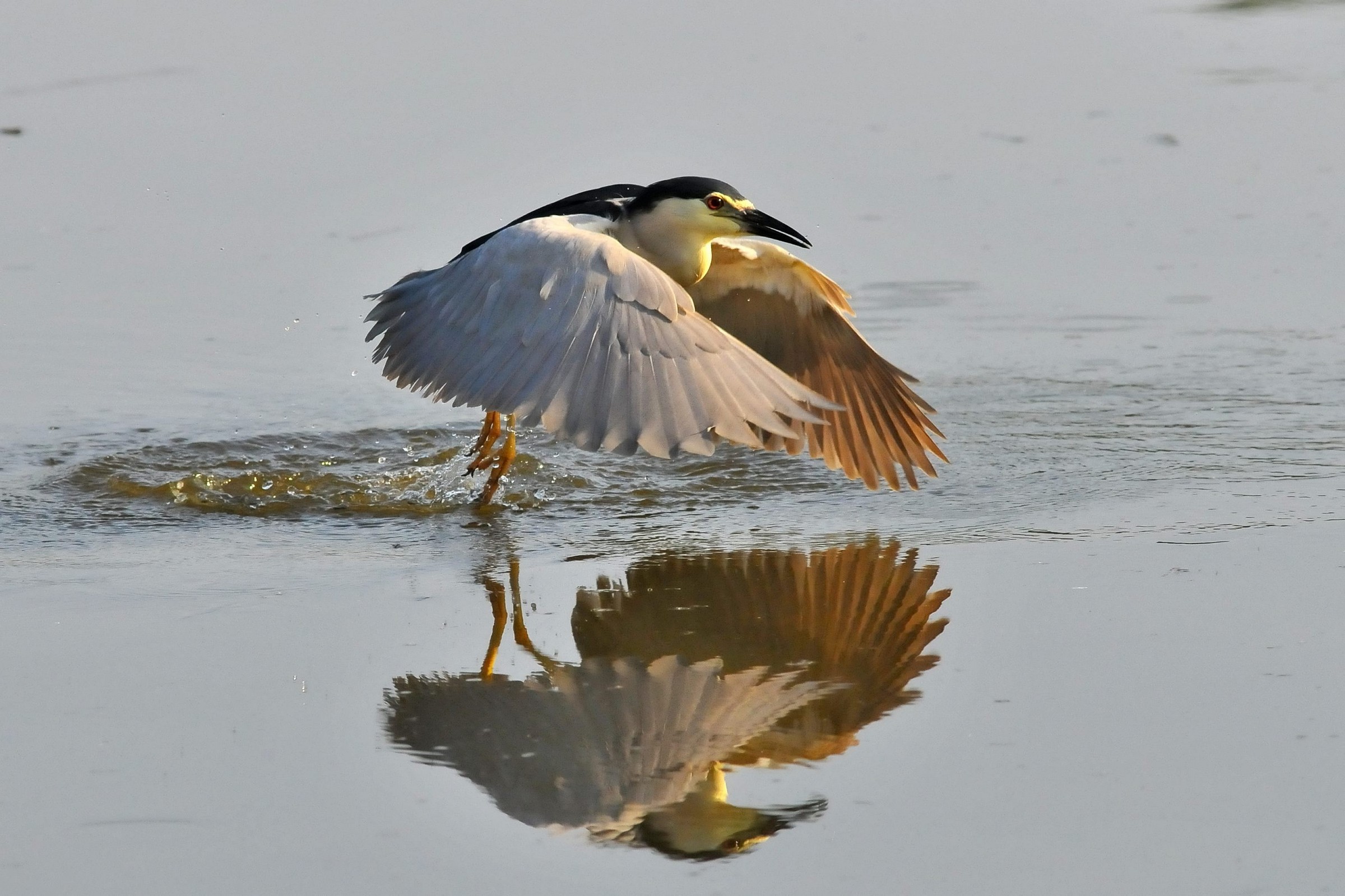 Night Heron...