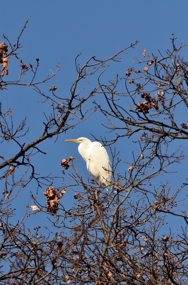 Airone Bianco...