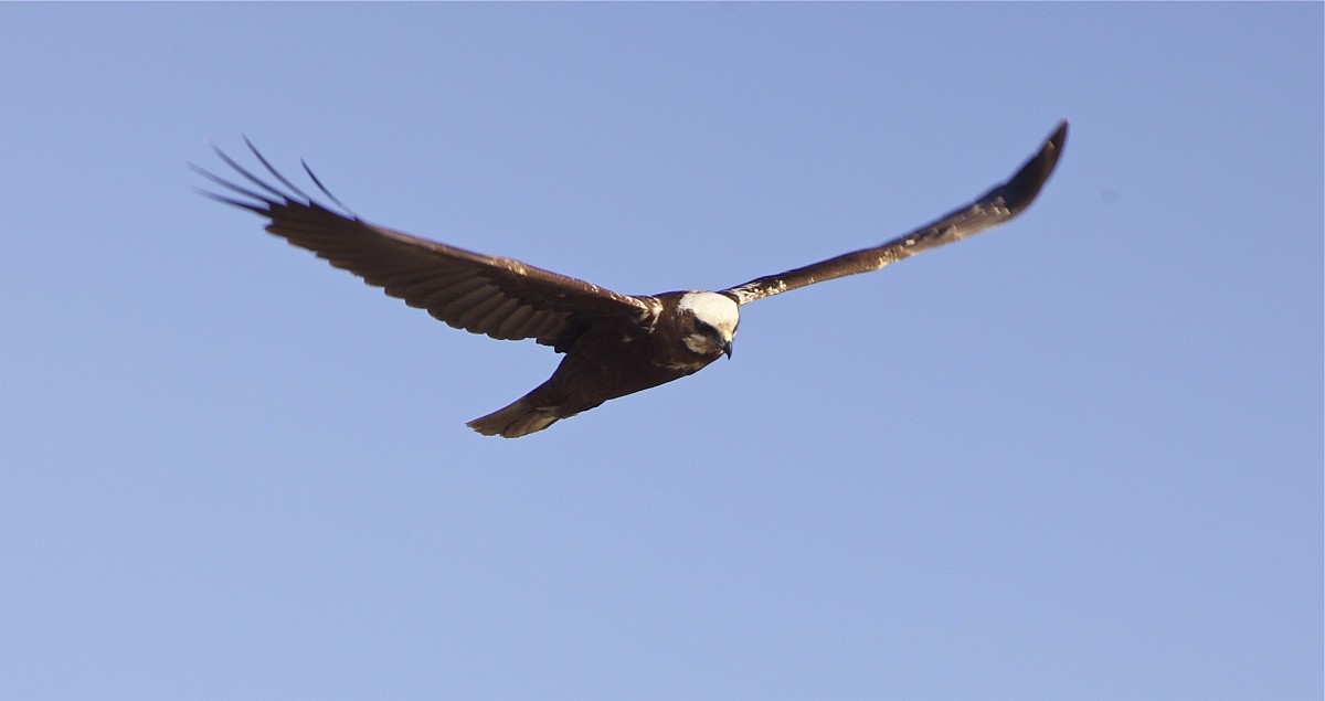 falco di palude...