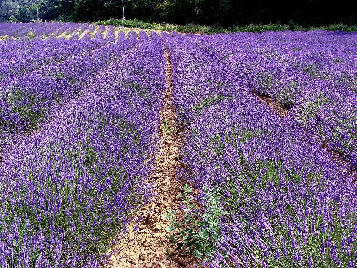 Lavender field...