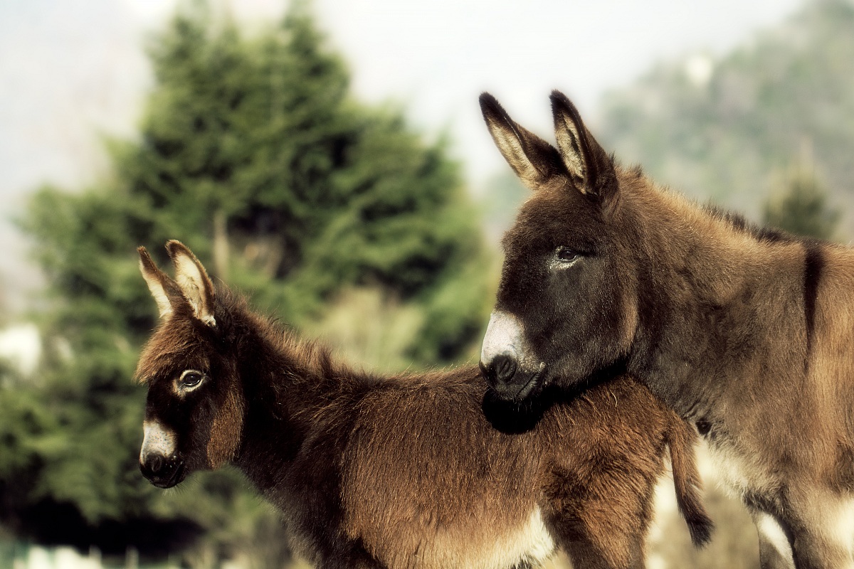 Julius & Son - My Donkey...