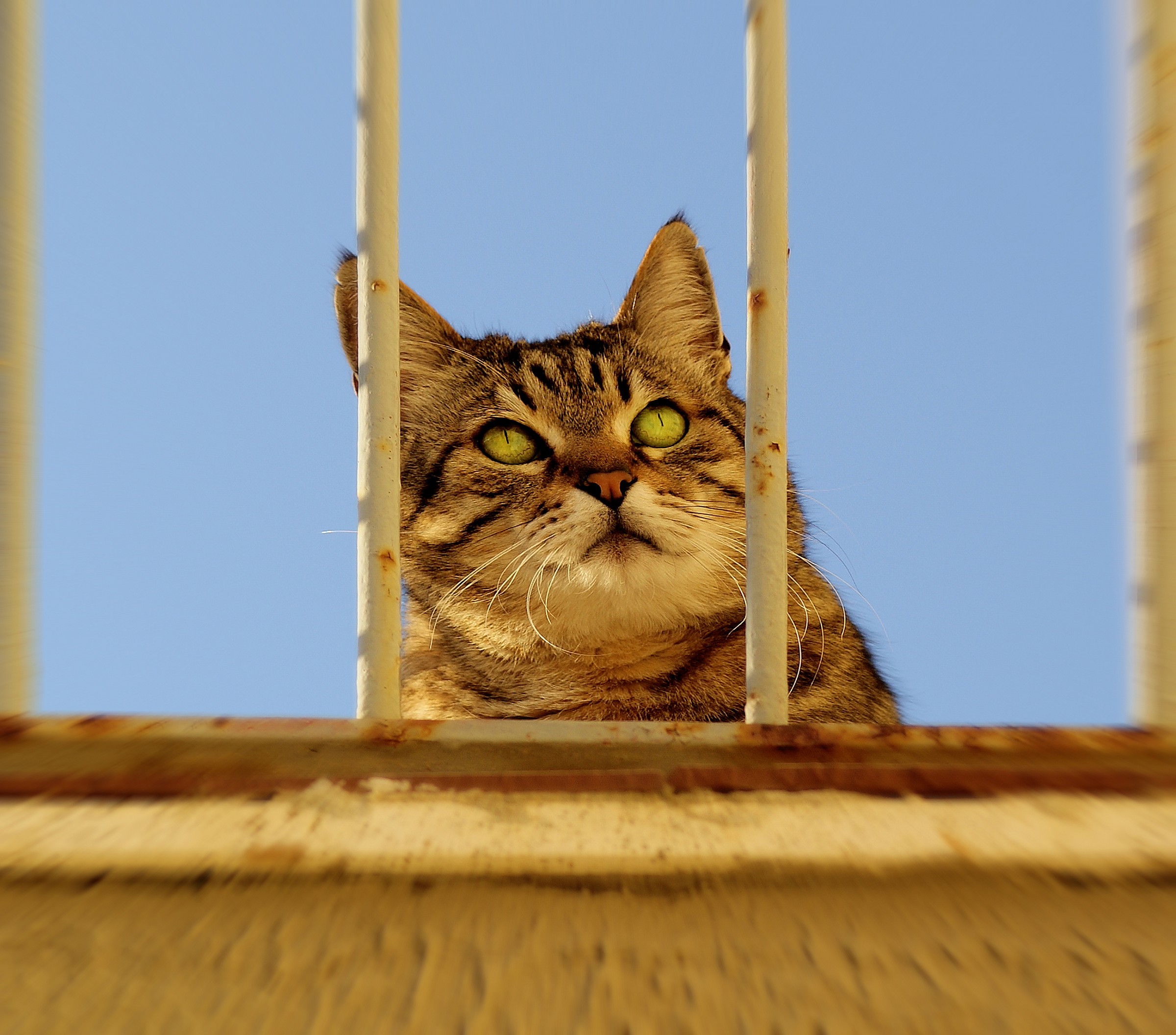 Behind bars!...