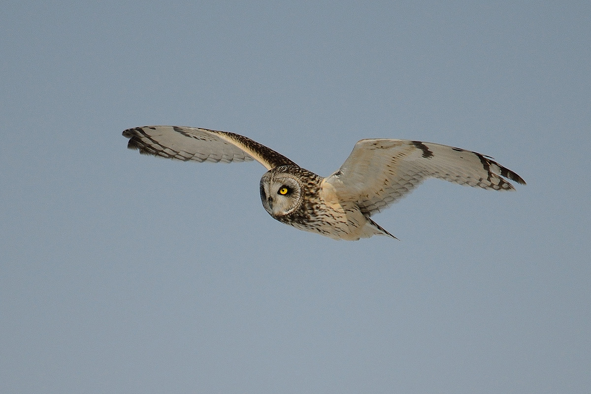 Short-eared Owl in flight...