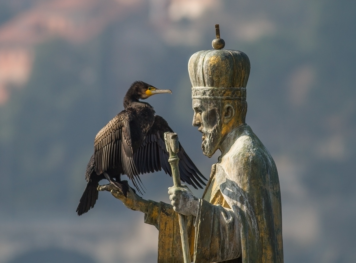 The prayer of the Cormorant...